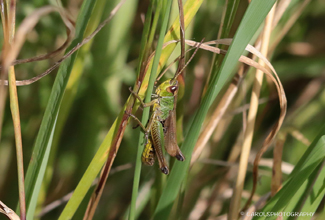 MEADOW GRASS HOPPER  (Chorthippus parallelus)